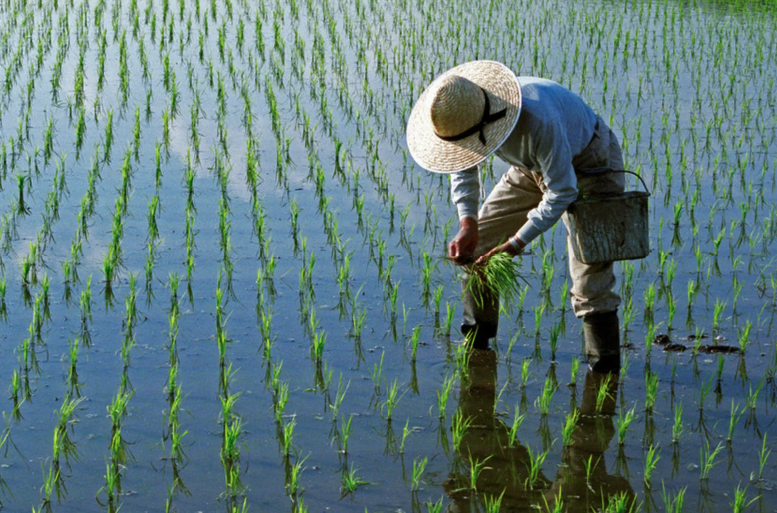 日本の美しい田園風景
